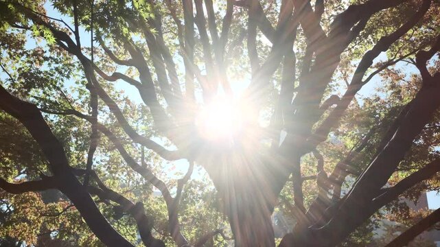 美しい朝の森の風景　雨上がりの森林　太陽の強い日差しがキラキラ輝きレンズフレアとゴーストできらめく光　木の葉の隙間から差し込む木漏れ日虹色の光彩　朝日・天気・晴れのイメージ　季節の風景