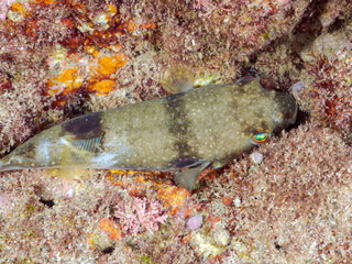 可愛いクサフグ（フグ科）。
英名学名：Grass Puffer (Takifugu...