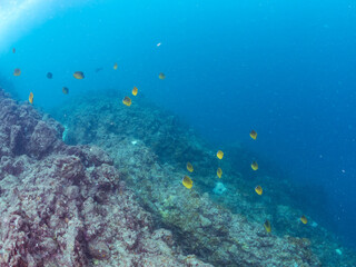 美しいチョウチョウウオ（チョウチョウウオ科）の群れ他。
英名学名：Oriental ButterflyFish (Chaetodon aurites)
静岡県伊豆半島賀茂郡南伊豆町中木ヒリゾ浜2024年
