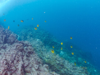 美しいチョウチョウウオ（チョウチョウウオ科）の群れ他。
英名学名：Oriental ButterflyFish (Chaetodon aurites)
静岡県伊豆半島賀茂郡南伊豆町中木ヒリゾ浜2024年
