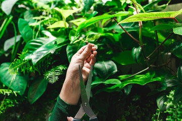 Young Woman Gardening in Indoor Space with scissors