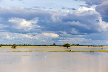 Cambodian Landscapes: Rice Fields and Evening Horizons