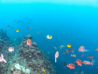 美しいトゲチョウチョウウオ（チョウチョウオ科）他。
英名学名：Threadfin Butterflyfish (Chaetodon Auriga)
美しいホウライヒメジ（ヒメジ科）他の群れ。
英名学名：Whitesaddle goatfish (Parupeneus ciliatus)
静岡県伊豆半島賀茂郡南伊豆町中木ヒリゾ浜2024年
