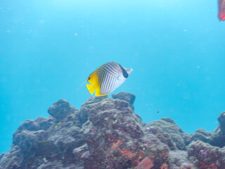美しいトゲチョウチョウウオ（チョウチョウオ科）他。
英名学名：Threadfin Butterflyfish (Chaetodon Auriga)
静岡県伊豆半島賀茂郡南伊豆町中木ヒリゾ浜2024年
