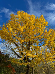 秋の青空とイチョウの木