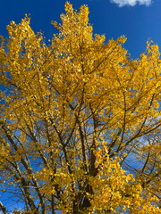 Fototapeta premium 青空とイチョウの木