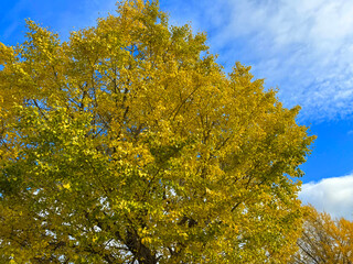 Fototapeta premium イチョウの木