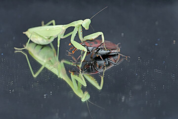 A green praying mantis is ready to prey on a red palm weevil. This insect has the scientific name Hierodula sp.