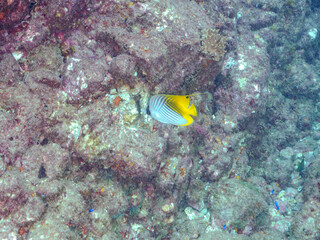美しいトゲチョウチョウウオ（チョウチョウオ科）他。
英名学名：Threadfin Butterflyfish (Chaetodon Auriga)
静岡県伊豆半島賀茂郡南伊豆町中木ヒリゾ浜2024年
