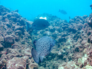 美しいイシガキダイ（イシダイ科）。
英名学名：Spotted Knifejaw (Oplegnathus punctatus)
美しいニザダイ（ニザダイ科）他の群れ。
英名学名：Sawtail (Prionurus scalprum)
静岡県伊豆半島賀茂郡南伊豆町中木ヒリゾ浜2024年
