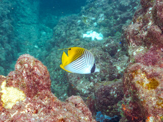 美しいトゲチョウチョウウオ（チョウチョウオ科）他。
英名学名：Threadfin Butterflyfish (Chaetodon Auriga)
静岡県伊豆半島賀茂郡南伊豆町中木ヒリゾ浜2024年
