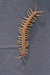 
A centipede is crawling on a black velvet cloth. This multi-legged animal has the scientific name Scolopendra morsitans.