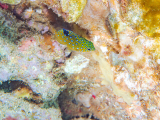 星空のように美しいルリホシスズメダイ（スズメダイ科）の幼魚。
英名学名：Jewel Damsel, Whitespotted devil
静岡県伊豆半島賀茂郡南伊豆町中木ヒリゾ浜2024年
