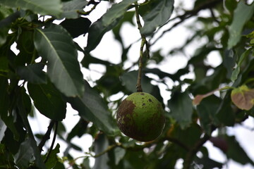 Avocados contain healthy fats, protein, fiber, and vitamins that are good for the heart.