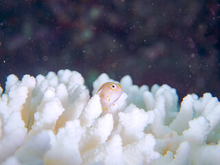 美しいテーブルサンゴと可愛いメガネゴンベ（ゴンベ科）の幼魚他。高海水温が続いているのでサンゴの白化現象が起きている。

英名学名：Ringeyed hawkfish, Paracirrhites arcatus
静岡県伊豆半島賀茂郡南伊豆町中木ヒリゾ浜2024年

