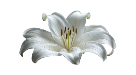 PNG, Funeral, mourning, white lily with ribbon, isolated on white background, AI generated.