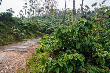 Panoramic landscape with large leaves of coffee on a sunny summer day. coffee fields
