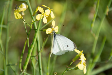 Butterfly on a light yellow flower on a blurred background