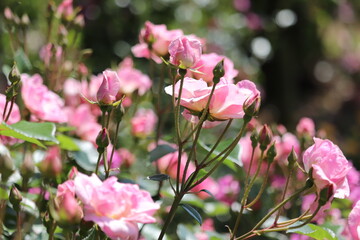 Rose garden