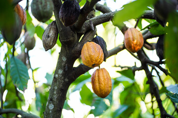 Cocoa fruit on a cocoa tree that is ready for harvest.