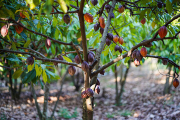 Cocoa fruit on a cocoa tree that is ready for harvest.