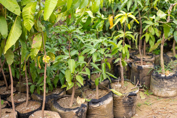 Mango plant saplings at garden center for sale