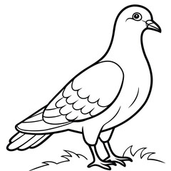 Beautiful Pigeon on the Grass Vector Illustration