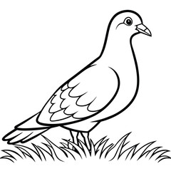 Elegant Pigeon on Grass Line Art Vector Illustration