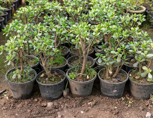Crassula ovata (Jade Plant) growing in small pots in nursery