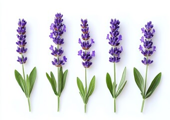 Fototapeta premium Lavender Flowers in Different Stages of Bloom on White Background