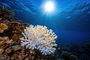 A white coral plant is growing on a rocky reef