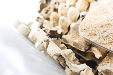 Animal cricket in farming on egg tray. House cricket