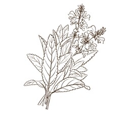 drawing sketch of flowering plants, sage, Salvia officinalis, medicinal herbs, bouquet of flowers, hand drawn illustration