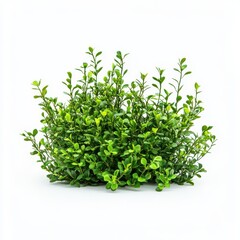 Fototapeta premium Green bush isolated on white background