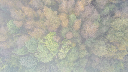 An aerial shot showcases a vibrant forest in autumn, highlighting diverse foliage and rich biodiversity