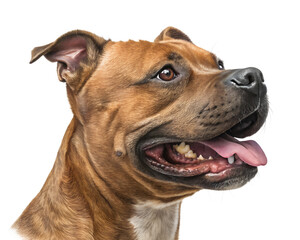 Obraz premium Staffordshire bullterrier portrait isolated on white background. Staffordshire bullterrier headshot on white