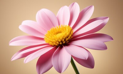 Obraz premium Vibrant pink daisy with yellow center against soft beige background