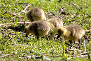 A delightful group of fluffy goslings can be seen foraging on fresh green grass under the warm sunlight