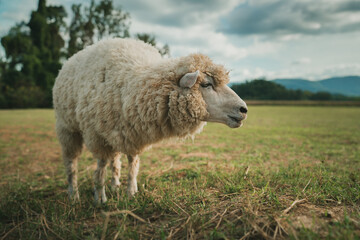 sheep resting in grass field