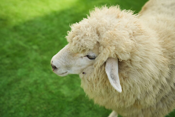 close up sheep resting in grass field