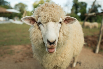 close up sheep resting in grass field