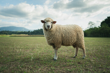 sheep resting in grass field
