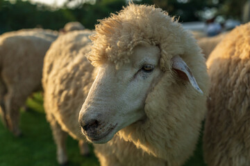 close up sheep resting in grass field