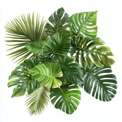 Plant leaves Green nature Tropical forest isolated on white background