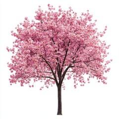 Obraz premium Spring Cherry Blossom Tree isolated on white background