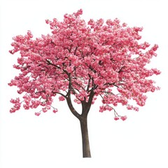 Obraz premium Spring Cherry Blossom Tree isolated on white background