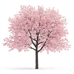 Spring Cherry Blossom Tree isolated on white background