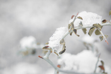 Winter's Touch on Sequoia's Trees