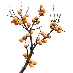 Glossy buckthorn isolated on a white background, close up