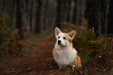 A Pembroke Welsh Corgi lies peacefully amidst ferns in a sun-dappled forest clearing. The relaxed...